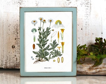 Antique Botanical Poster, Chamomile, Botanical Print Plate Art