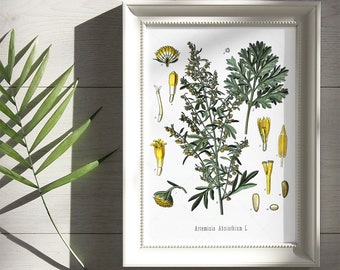 Antique Botanical Poster, Absinthium, Absinthe wormwood, Botanical Print Plate Art