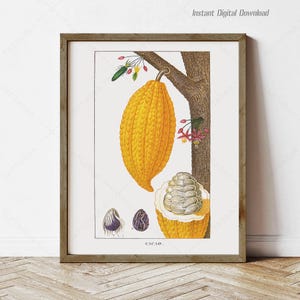 Antique Botanical Chocolate Cocoa, Theobroma cacao Botanical Plate Art, home kitchen wall art cocoa gifts, print locally, instant download