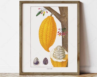 Arte antiguo de Theobroma Cacao (descarga digital instantánea)