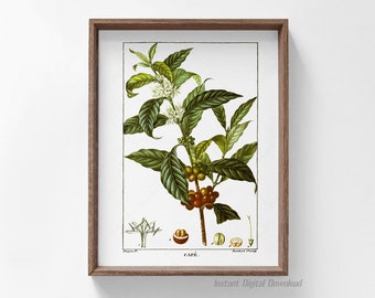 Antique Botanical Poster, Coffee, Coffea arabica, Botanical Printable Plate Art, home kitchen wall art, print locally