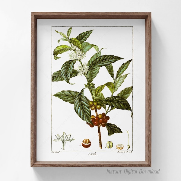 Antique Botanical Poster, Coffee, Coffea arabica, Botanical Printable Plate Art, home kitchen wall art, print locally