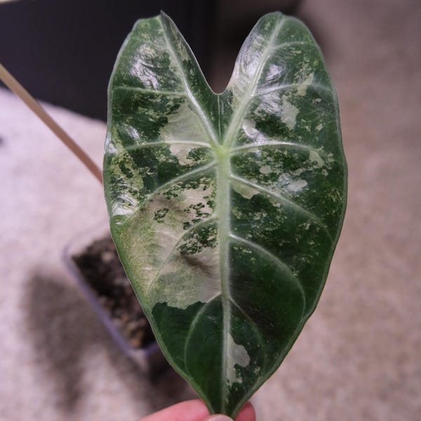 US Seller Variegated Alocasia Pink Dragon Albo CORM