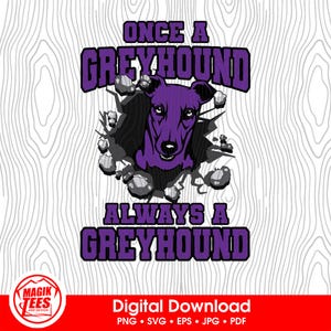 Una volta un levriero, sempre un levriero viola / Download digitale dello spirito scolastico / Logo mascotte Pride / PNG, SVG, JPEG, eps, pdf