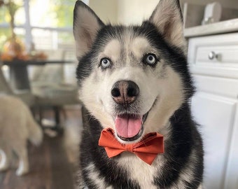 Pet Bow Tie, Dog Bow Tie, Dog Bowtie, Bowtie