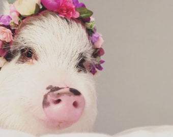 Pig Flower Collars - Pig Flower Crowns - Animal Flower Crowns - Pet Flower Crowns - Pet Flower Collar - Photo Shoot - Custom Made