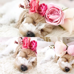 Corona de la flor del perro - corona de la flor del animal - corona de la flor del animal - diadema floral - prop de la foto - hecho a medida