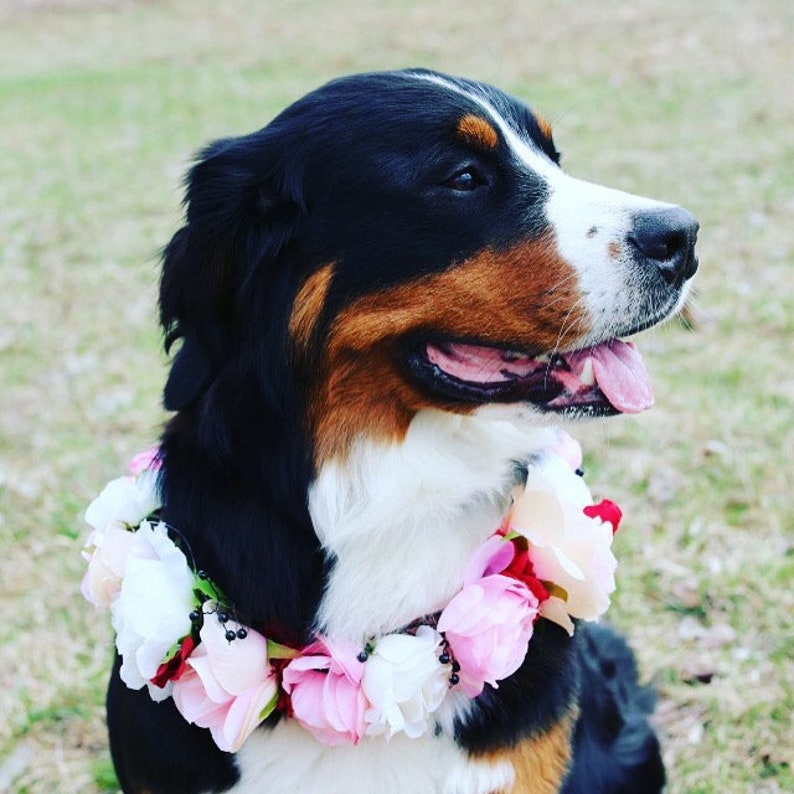 Dog Flower Crown Dog Flower Collar Custom Made Photo Prop image 3