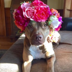 Dog Flower Crown Dog Flower Collar Custom Made Photo Prop image 5