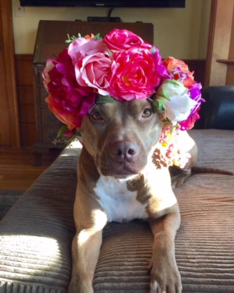 Dog Flower Crown Dog Flower Collar Custom Made Photo Etsy