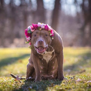 Dog Flower Crown Dog Flower Collar Custom Made Photo Prop image 8