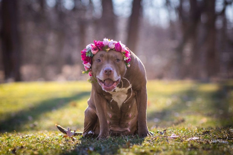 Dog Flower Crown Dog Flower Collar Custom Made Photo Prop image 8