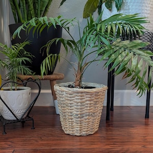 May include: A small palm plant with long, slender, bright green fronds growing from a central brown stalk, housed in a round, light-colored woven wicker basket planter with a textured, crisscross pattern and a slightly tapered base design.