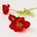 see more listings in the Poppies/ Anemones section