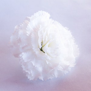 May include: A single white carnation flower with ruffled petals.