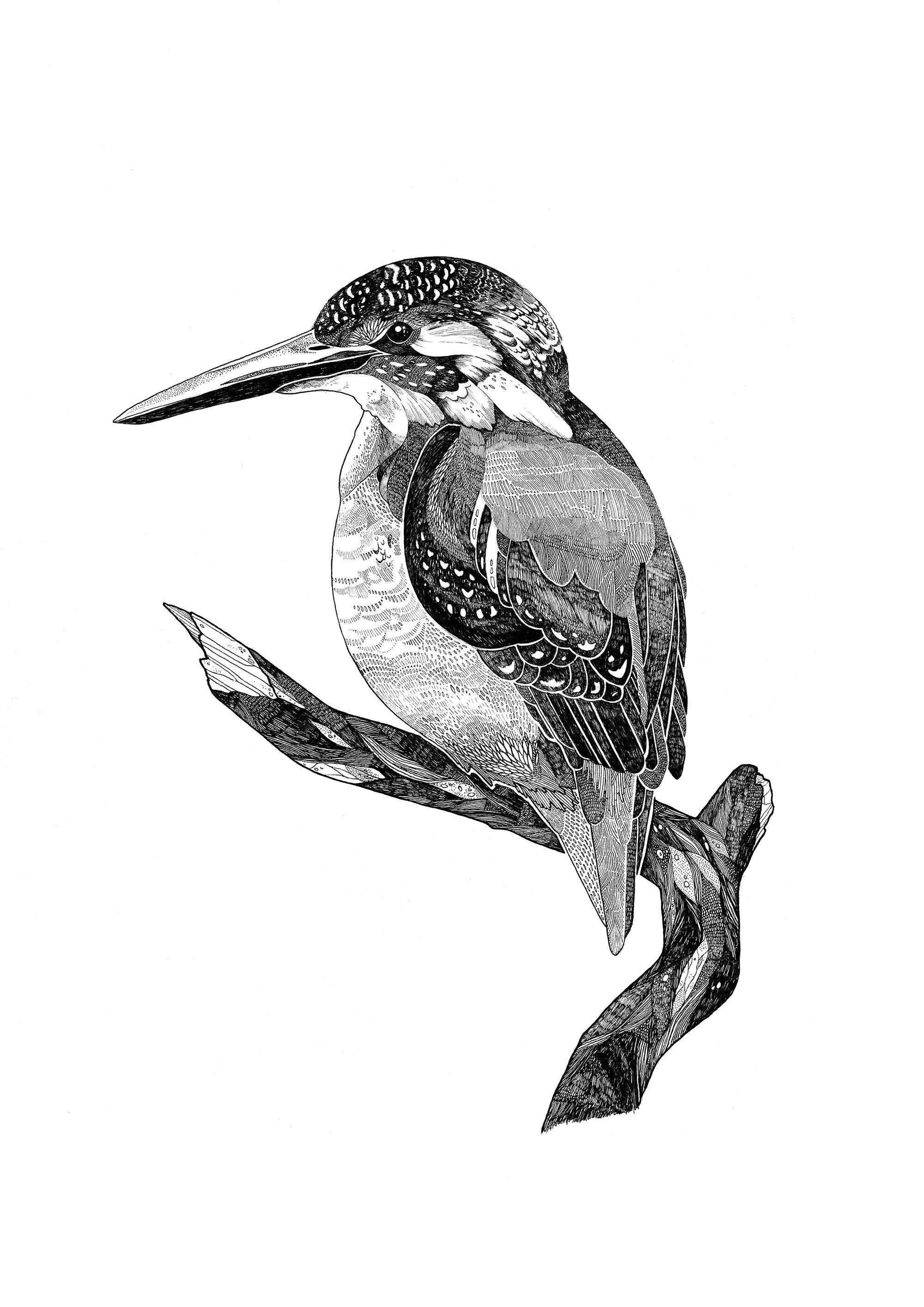 Belted Kingfisher  heART murmuration