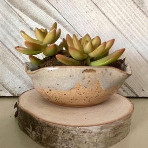 May include: A light gray ceramic planter with a wavy rim, filled with a succulent plant with green and yellow leaves. The planter is sitting on a light brown wooden base.