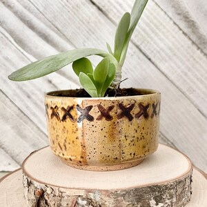 Puede incluir: Una pequeña planta suculenta en una maceta de cerámica amarilla y marrón con un patrón de X marrón alrededor del borde. La maceta está sentada sobre una rodaja de madera.
