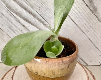 Handmade ceramic succulent planter pot / ice cream bowl/ small handmade bowl