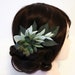 see more listings in the Succulent Combs  section