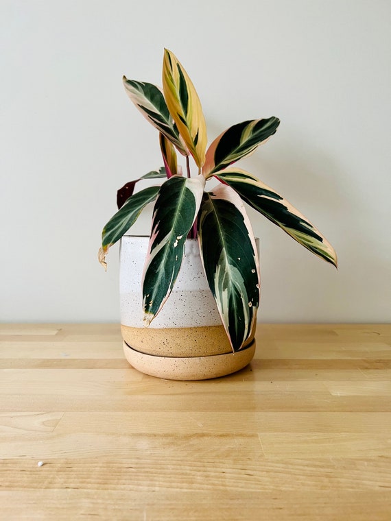 Round Bottom planter and saucer. white. ceramic