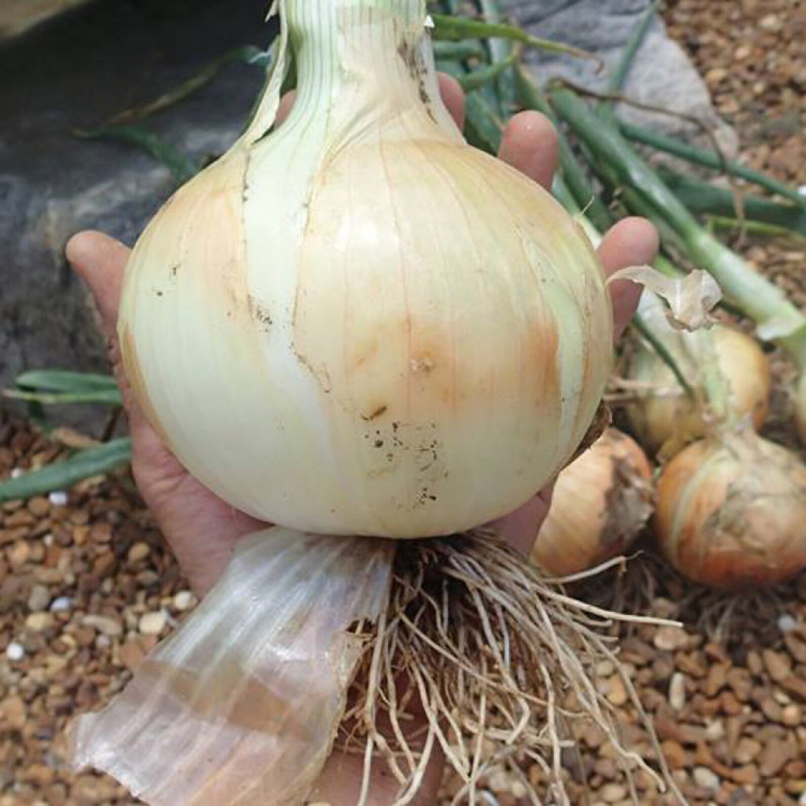 Onion ShortDay Texas 1015Y 200 NonGMO Heirloom Seeds Etsy