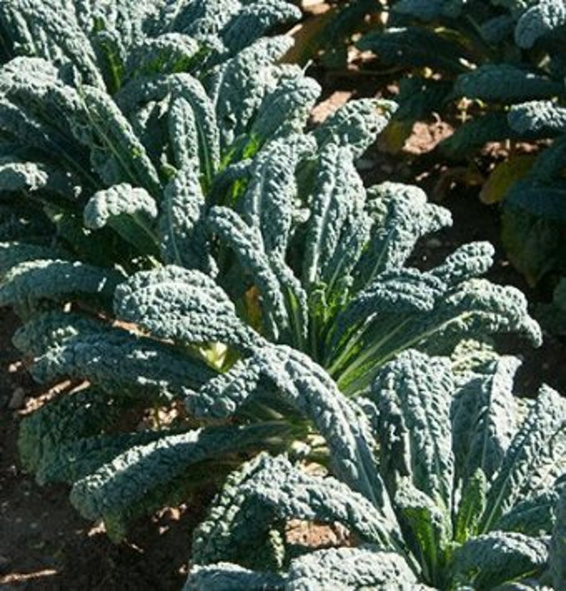 Heirloom Seeds Toscano Kale Dinosaur Kale David/'s Garden Seeds Kale Toscano 200 Non-GMO
