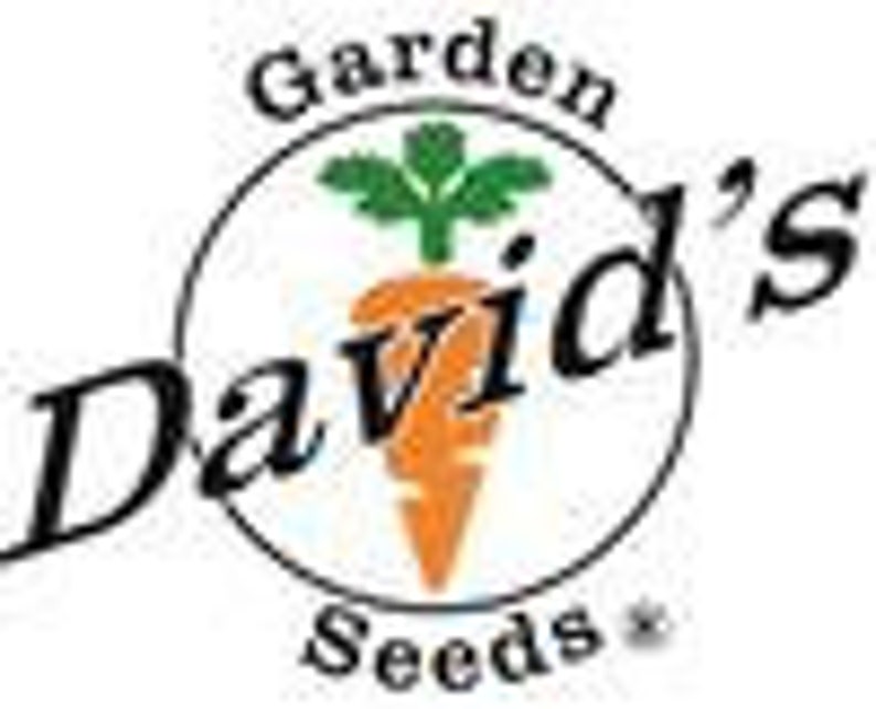 Heirloom Seeds Toscano Kale Dinosaur Kale David/'s Garden Seeds Kale Toscano 200 Non-GMO