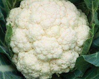 Cauliflower Seeds - Amazing Cauliflower - David's Garden Seeds - Amazing Cauliflower Seeds