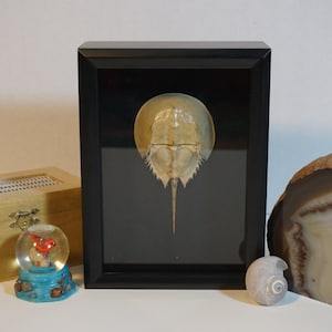May include: A framed horseshoe crab specimen with a black frame, displayed on a white surface. Other decorative items include a wooden box, a snow globe with a red bird, a large stone, and a small seashell.