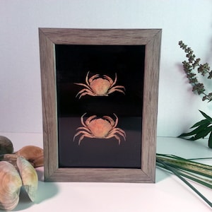 May include: Two small, orange-brown crabs are displayed in a framed shadow box with a black background. The frame is made of light brown wood with a gray wash.