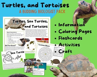 Turtles, Sea Turtles, and Tortoises - Budding Biologist Printable