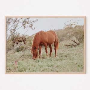 Wild Horse | Wild Mustang | Salt River Horse | Arizona Wild Horses | Boho Print
