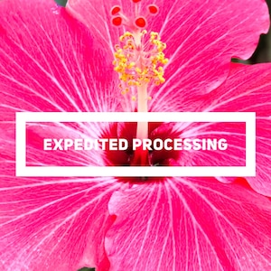 Op de afbeelding: Een close-up van een roze hibiscusbloem met een witte rechthoek die over het midden van de bloem is gelegd. De rechthoek bevat de tekst "EXPEDITED PROCESSING" in wit.