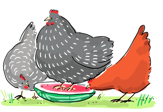 My Book Once Upon A Flock Illustrated Memoir Signed - 