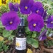 see more listings in the Herbal healing Oils section