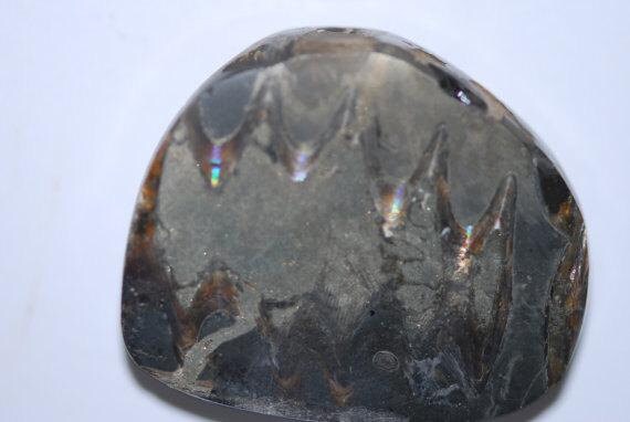 excellent polish fool/'s gold color freeform triangle 33 x 33 mm C2503 OOAK Fossil Pyritized Ammonite with Pyrite Drusy crystals shiny