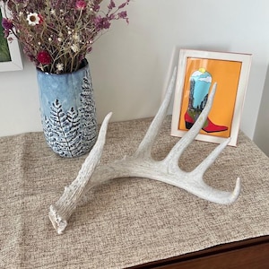 LARGE DEER ANTLER - Real Antler, Beautiful addition to any decor: 5 point, 15&quot; White-Tail Deer Antler Shed. Nature&#39;s perfect works of art