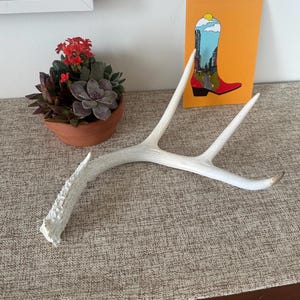 LARGE DEER ANTLER - Real Antler, Beautiful addition to any decor: 4 point, 14&quot; White-Tail Deer Antler Shed. Nature&#39;s perfect works of art