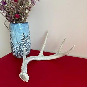 LARGE DEER ANTLER - Real Antler, Beautiful addition to any decor: 4 point, 12&quot; White-Tail Deer Antler Shed. Nature&#39;s perfect works of art