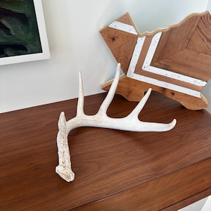 LARGE DEER ANTLER - Real Antler, Beautiful addition to any decor: 5 point, 14&quot; White-Tail Deer Antler Shed. Nature&#39;s perfect works of art