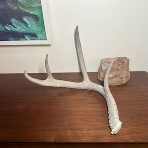 LARGE DEER ANTLER - Real Antler, Beautiful addition to any decor: 4 point, 17&quot; White-Tail Deer Antler Shed. Nature&#39;s perfect works of art