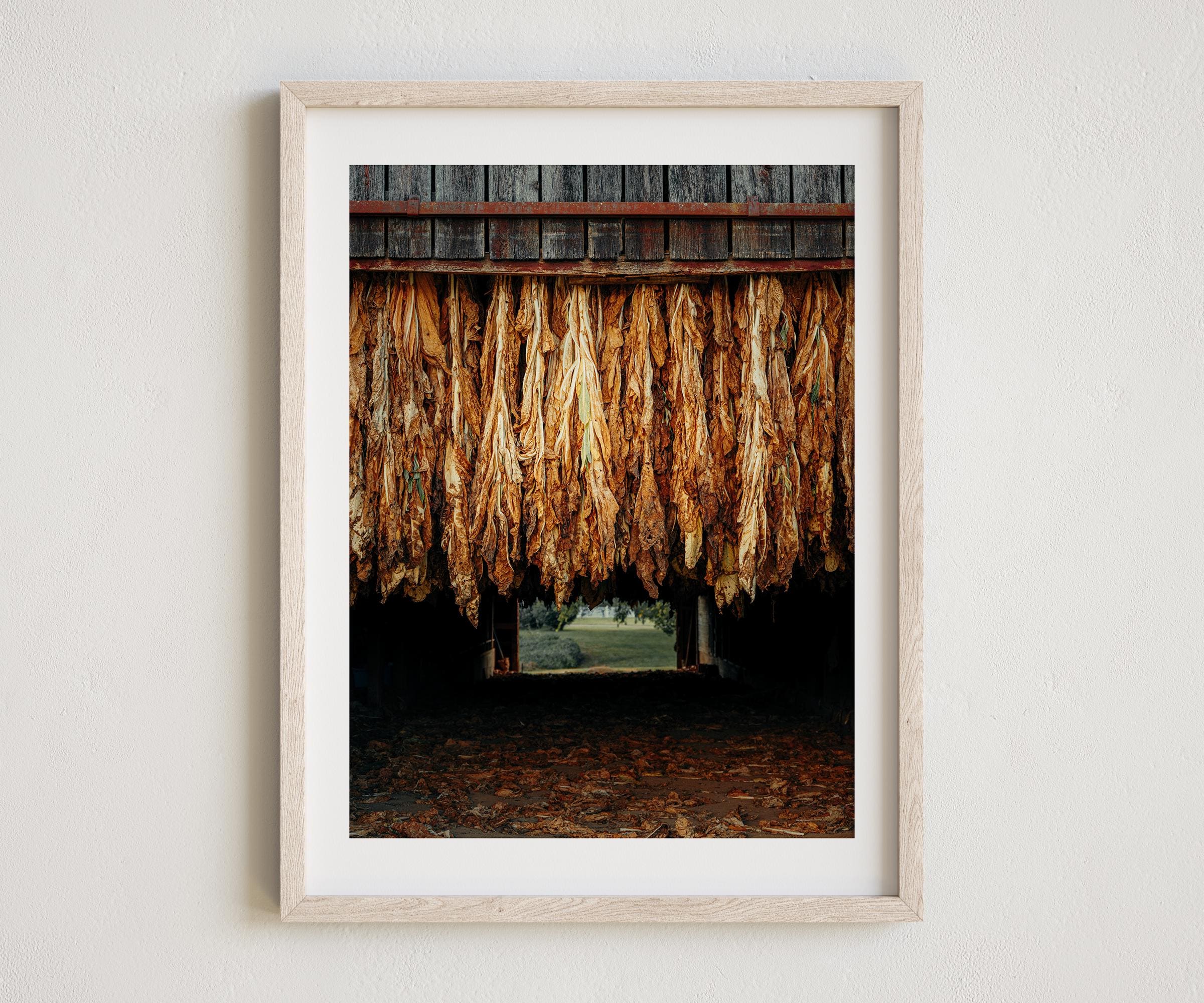 tobacco farm prints Tobacco Barn Photography, Tobacco Photo, Hanging Tobacco, Rustic Wall Art,  Farmhouse Decor, Tobacco Print, Kentucky Tobacco Farm