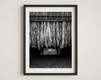 Lámina en blanco y negro de un granero de tabaco, tabaco colgante, arte rústico para pared, decoración de granja, foto de tabaco, granja de tabaco de Kentucky