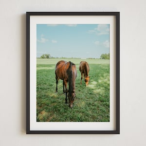 Kentucky Photography, Lexington Horse Farm, Lexington Photo, Horses in Field, Lexington, Kentucky Wall Decor