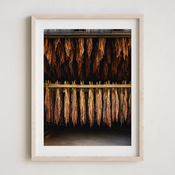 Tobacco Barn Photography, Tobacco Photo, Hanging Tobacco, Rustic Wall Art, Farmhouse Decor, Tobacco Field