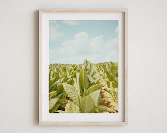 Tobacco Field Photography, Tobacco Photo, Tobacco Farm, Rustic Wall Art, Farmhouse Decor, Tobacco Wall Art