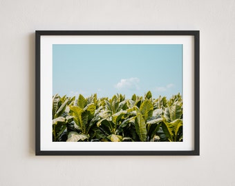 Tobacco Photography, Tobacco Field Photo, Rustic Wall Art, Farmhouse Decor, Tobacco Decor, Farming Print, Tobacco Plants, Americana Wall Art