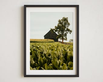 tobacco farm for sale Tobacco Barn(photo)