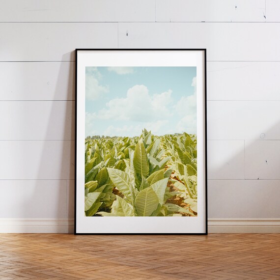 tobacco field 2 Another successful NC State Day in the books A huge thank you goes out to the Oxford Tobacco Research Station for hosting, as well as to the presenting faculty Red Dead Redemption 2: The